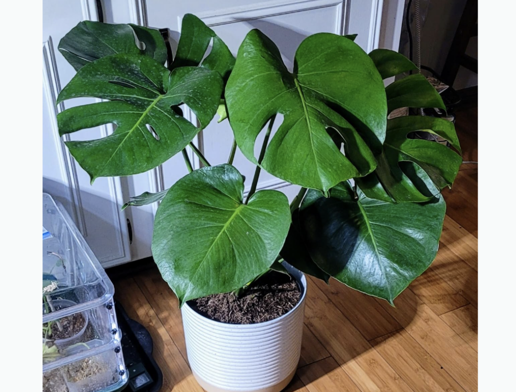 Monstera Deliciosa, best indoor house plants